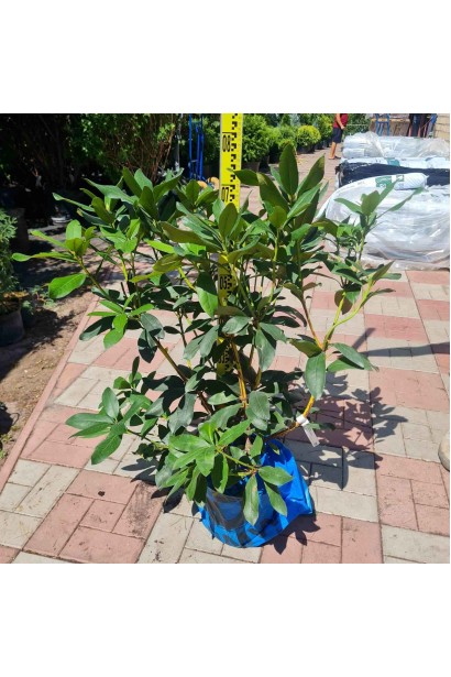 Рододендрон Каннингемс Уайт - 7,5л/вис.60-80см/Ø50-60см